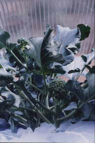 Thompson's Broccoli late July, 2000