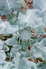 Broccoli plant, early January 2000.
