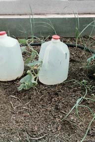 Newly transplanted melon and onion plants in a light mulch of pine duff, end of May 2000. The milk jugs store and release heat to help give the heat-loving melons on boost