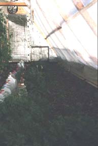 Newly planted front beds mid-November 1999.