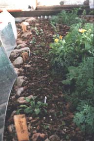 Newly planted spinach and carrots in mid-November 1999 poking through a light leaf mulch. Notice the flashing on the left which is used to bounce light onto the new seedlings