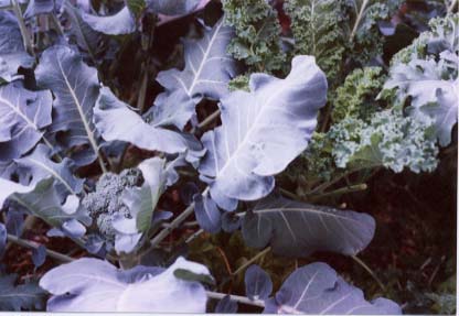 Broccoli and kale, early February 2000